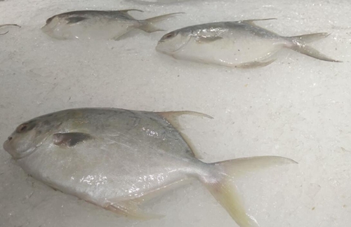 福建市事通賦能平潭海產(chǎn)品企業(yè)筑牢質(zhì)量防線