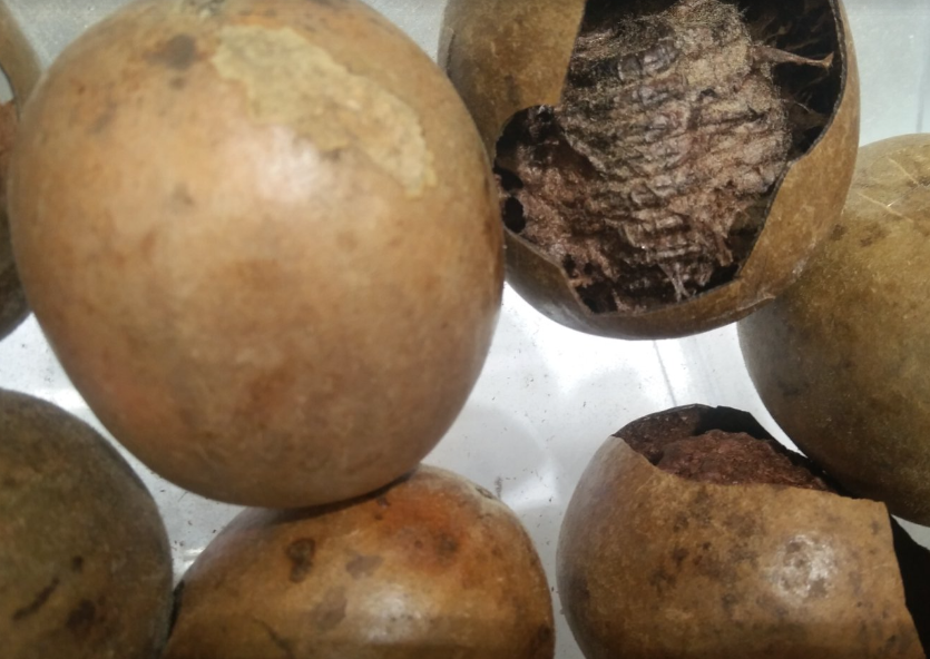 广西农业农村产业振兴促进会关于《永福罗汉果贮藏技术规范》等6项团体标准名称变更的公告