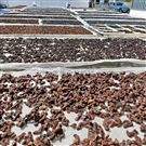 黃精藥材清洗機 黃精地黃炮制蒸煮線