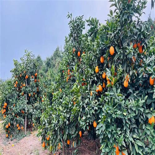 大兄弟刀具“橙